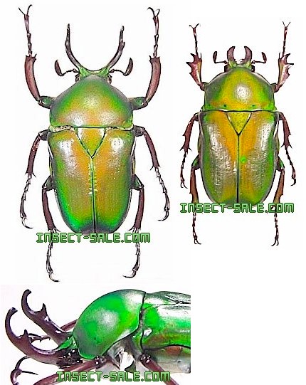 Insect-Sale.com 世界の昆虫販売ネット - Cyphonocephalus olivaceus