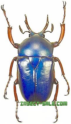 ソリツノアオカナブン　30mm Insect-Sale.com 世界の昆虫販売ネット - Cyphonocephalus olivaceus