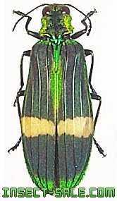 Demochroa gratiosa gratiosa Demochroagratiosa