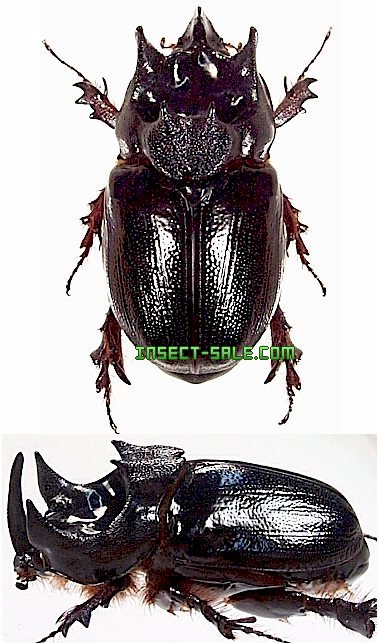 Insect-Sale.com - Dipelicus cantori - Dipelicus-cantori.jpg - insect ...