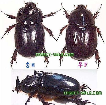 Insect-Sale.com 世界の昆虫販売ネット - Dipelicus deiphobus ヒメゴカクサイカブト - Dipelicus ...