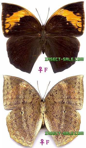Insect-Sale.com - Discophora timora perakensis - Discophora-timora ...