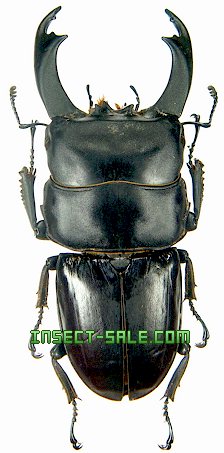 Insect-Sale.com - Dorcus rama - Dorcus-rama.jpg - insecto, insectos ...