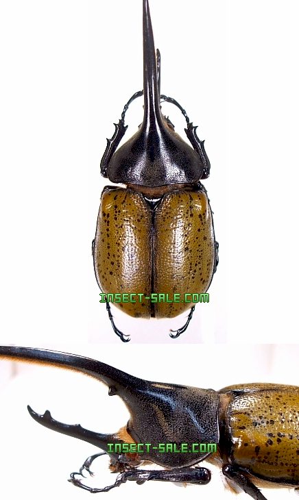 Insect-Sale.com 世界の昆虫販売ネット - Dynastes hercules Insect-Sale.com 世界の昆虫販売ネット - Dynastes hercules