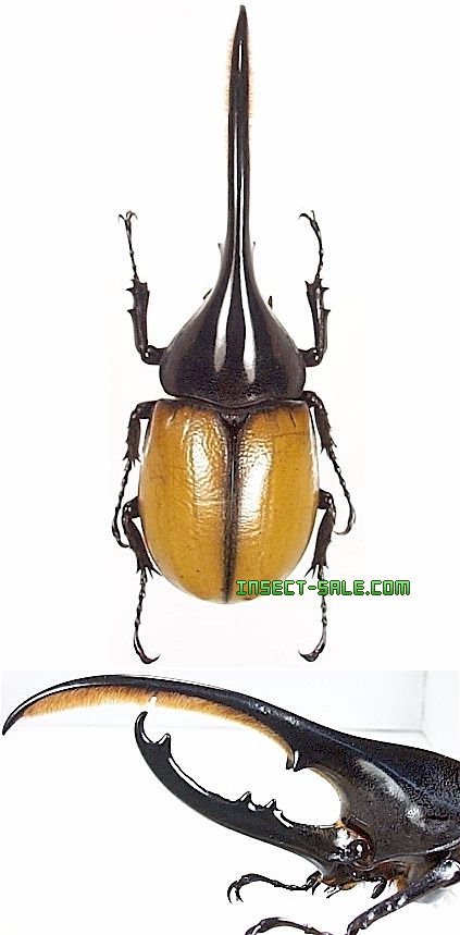 Insect-Sale.com 世界の昆虫販売ネット - Dynastes hercules Insect-Sale.com 世界の昆虫販売ネット - Dynastes hercules