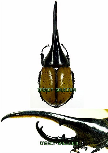 Dynastes・Hercules・モリシマイ（小ぶり）成虫ペア