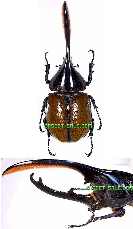 Insect-Sale.com 世界の昆虫販売ネット - Dynastes hercules Insect-Sale.com 世界の昆虫販売ネット - Dynastes hercules