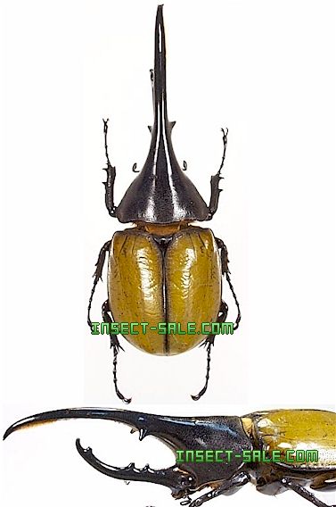 Insect-Sale.com 世界の昆虫販売ネット - Dynastes hercules
