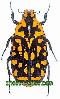 Insect-Sale.com 世界の昆虫販売ネット - Euchroea vadoni オオカノコ