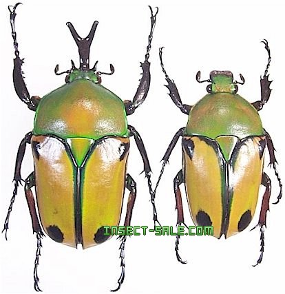 Eudicella Euthalia PAIR Yellow-Green Taxidermy REAL Insect 