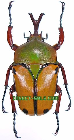 Insect-Sale.com - Eudicella euthalia oweni - Eudicella-euthalia