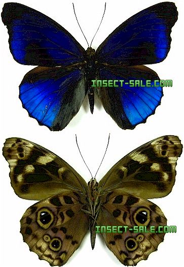 Eunica excelsa Eunicaexcelsa.jpg 곤충, 나비, 딱정벌레