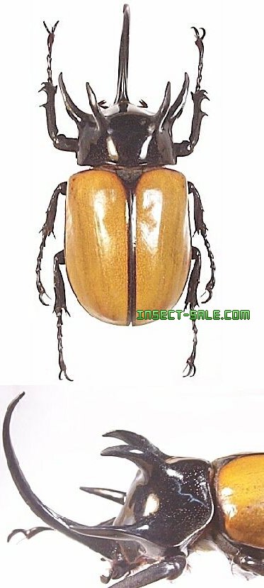 Insect-Sale.com 世界の昆虫販売ネット - Eupatorus