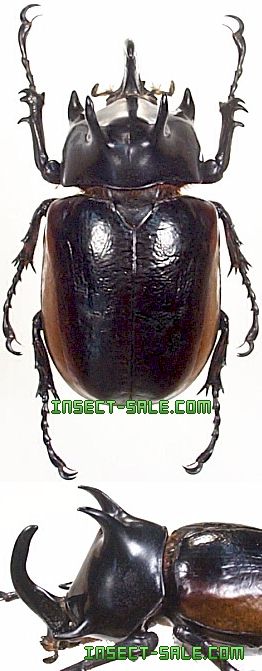 Eupatorus Graulomiris ゴホンツノカブトムシ標本