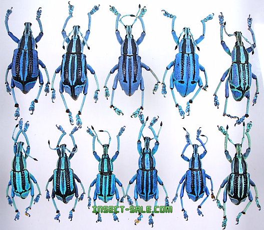 Insect-Sale.com 世界の昆虫販売ネット - Eupholus bennetti ベネッ
