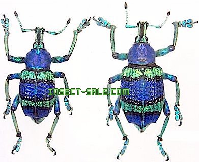 Insect-Sale.com 世界の昆虫販売ネット - Eupholus schoenherri