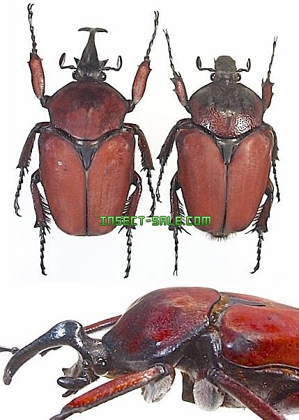Insect-Sale.com 世界の昆虫販売ネット - Fornasinius russus