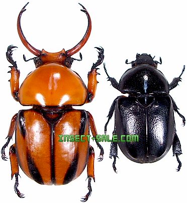 Insect-Sale.com 世界の昆虫販売ネット - Fruhstorferia