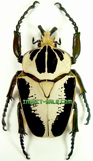 Insect-Sale.com 世界の昆虫販売ネット - Goliathus regius Insect-Sale.com 世界の昆虫販売ネット - Goliathus regius