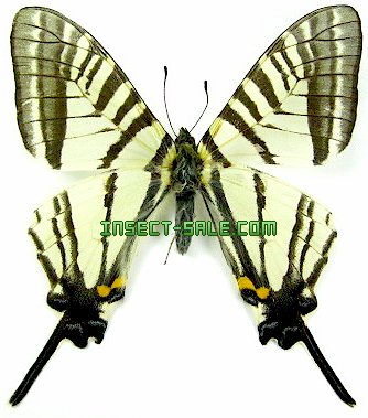 Graphium alebion alebion Graphiumalebionalebion