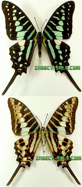 Graphium policenes Graphiumpolicenes.jpg insect