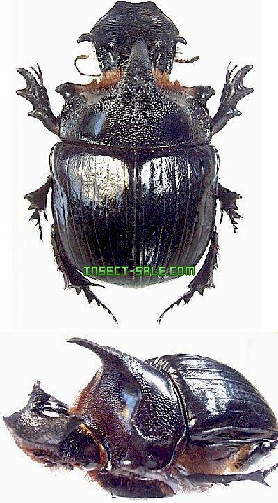 Insect-Sale.com 世界の昆虫販売ネット - Heliocopris dominus