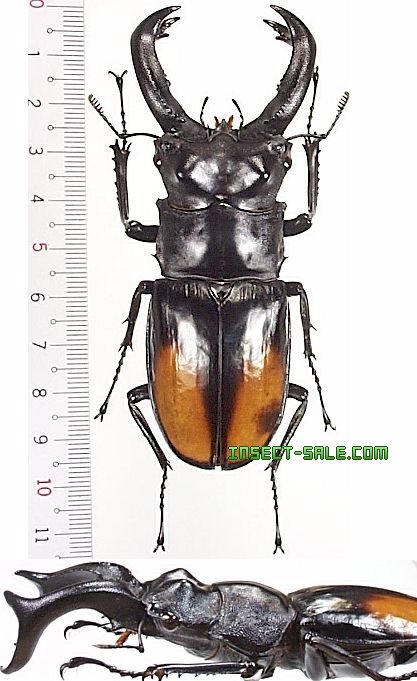 パリーフタマタクワガタ (セアカフタマタクワガタ) 標本 Insect-Sale.com 世界の昆虫販売ネット - Hexarthrius parryi