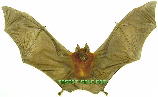Hipposideros bicolor Hipposiderosbicoloropen.jpg