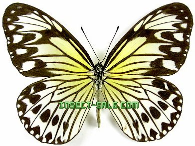 Insect-Sale.com - Ideopsis gaura anapina - Ideopsis-gaura-anapina.jpg ...