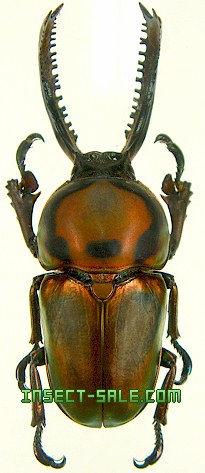 Insect-Sale.com - Lamprima adolphinae - Lamprima-adolphinae-Aberration ...