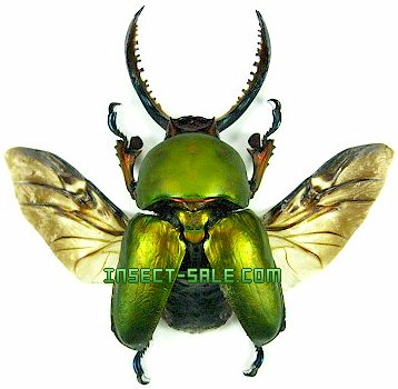 Insect-Sale.com - Lamprima adolphinae (Spread) - Lamprima-adolphinae ...