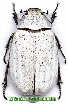 Lepidiota stigma Lepidiotasp2.jpg insecte