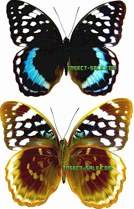 ハガタムラサキ　サトラペスオオイナズマ
蝶　標本 ハガタムラサキ サトラペスオオイナズマ 蝶 標本 昆虫用品