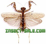 Bolbe pygmaea Mantidaesp30.jpg insect, insects
