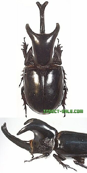 m*❗様 【アガベ チタノタ “精品氷山” 】G.SAMURAI産/BIGサイズ JUNYA WATANABE MAN（ジュンヤワタナベマン）ニット・セーター