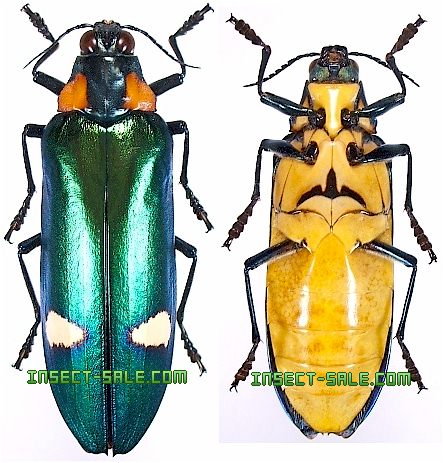 ラオス切手 甲虫 昆虫 王国 1968 全5種 NH オオルリ玉虫 ລາວラーオ ラオス便入荷しました | scale