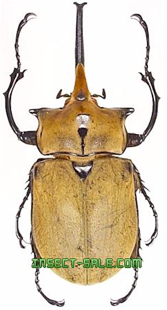 Insect-Sale.com - Megasoma occidentalis - Megasoma-elephas