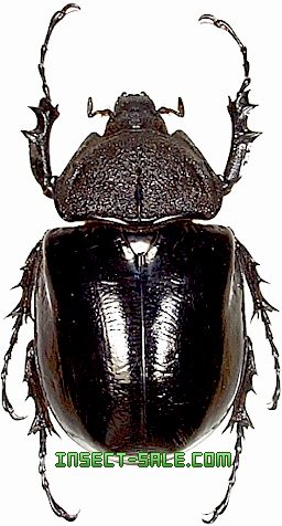 Insect-Sale.com 世界の昆虫販売ネット - Megasoma mars (Female