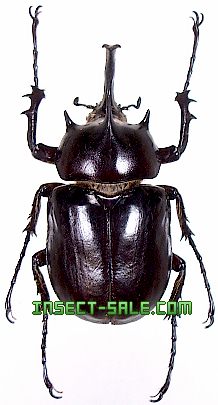Insect-Sale.com 世界の昆虫販売ネット - Megasoma pachecoi パチェコヒメゾウカブト - Megasoma ...