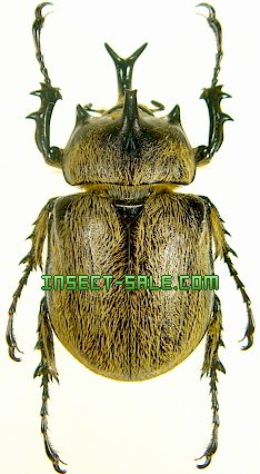 Insect-Sale.com - Megasoma thersites - Megasoma-thersites.jpg