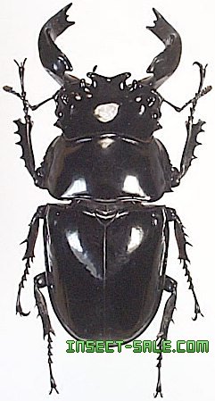 タランドゥス（タランドス）オオツヤクワガタ50mm成虫ペア