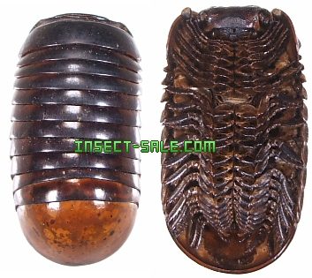 Insect Sale Com Millipede Sp7 Millipede Sp7 Malay Jpg Insect Insects Butterfly Butterflies Bugs Beetles Moths Coleoptera Lepidoptera Entomology