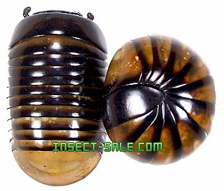 Insect Sale Com Millipede Sp8 Millipede Sp8 Malay Jpg Insect Insects Butterfly Butterflies Bugs Beetles Moths Coleoptera Lepidoptera Entomology