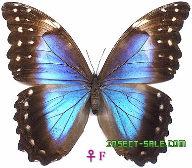 Insect-Sale.com 世界昆虫标本销售网- Morpho didius (F) 大蓝闪蝶