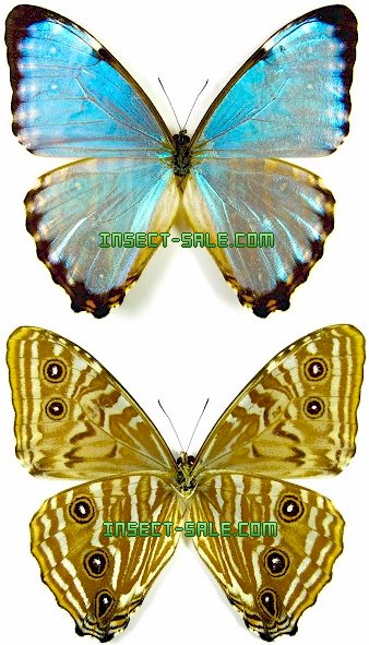 Insect-Sale.com - Morpho portis thamyris - Morpho-portis-thamyris