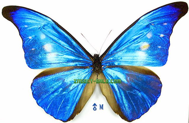 Insect-Sale.com - Morpho rhetenor cacica f.paradisiaca - Morpho