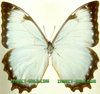 Peru Morpho theseus juturna 126mm BicBugs Morpho cisseis