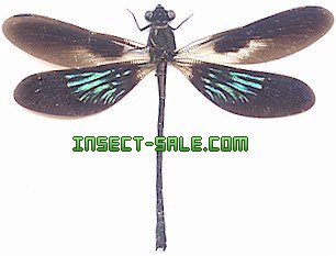 Insect-Sale.com - Euphaea variegata - Odonates-sp2.jpg - , ,  , insecte, insectes, papillon, papillons, insect, insects,  butterfly, butterflies, bugs, beetles, moths, coleoptera, lepidoptera,  entomology