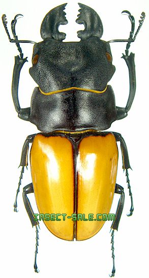 大型カステルナウディクワガタ標本 大型カステルナウディクワガタ標本 大型カステルナウディクワガタ標本