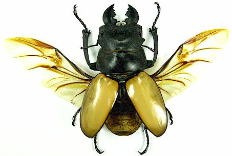 大型カステルナウディクワガタ標本 大型カステルナウディクワガタ標本 カステルナウツヤクワガタ